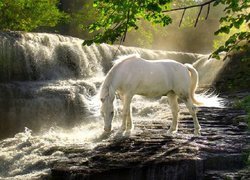 Koń, Biały, Wodospad, Las, Pragnienie