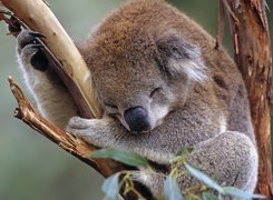 Śpiący, Koala, Drzewo