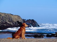 Pies, Morze, Skały