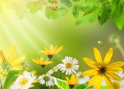 Kwiaty, Liście, Promienie Słońca, Wiosna