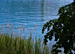 Jezioro, Trawy, Szuwary