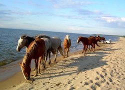 Konie, Plaża, Morze, Piasek
