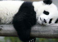 Śpiący, Miś, Panda