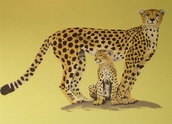 Gepard, Cętki, Rysunek