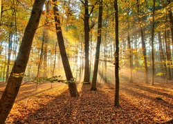 Las, Jesień, Przebijające, Światło