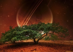 Drzewo, Planeta, Gwiazdy