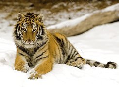 Leżący, Tygrys, Śnieg