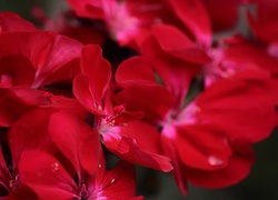 Kwiaty, Bukiet, Czerwień