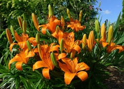 Kwiaty, Lilie tygrysie, Klomb