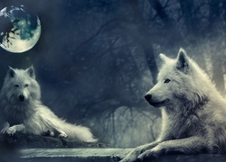 Białe, Wilki, Noc, Księżyc