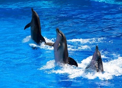 Woda, Trzy, Tańczące, Delfiny