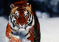 Tygrys, Zima, Śnieg
