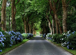 Park, Niebieskie, Kwiaty, Drzewa, Droga