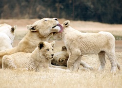 Lwica, Małe, Rodzinka