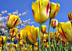 Tulipany, Makro