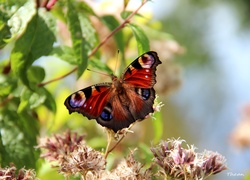 Motyl, Rusałka Pawik, Kwiaty
