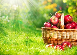 Owoce, Jesieni, Jabłka, Kosz, Promienie, Słońca
