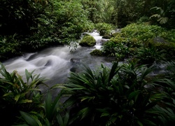 Dżungla, Strumień, Kamienie, Roślinność, Kostaryka