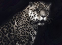 Jaguar, Czarne, Tło