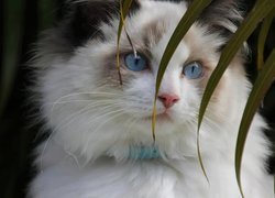 Kotek, Niebieskie, Oczy