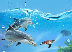 Dwa, Delfiny, Żółw, Woda