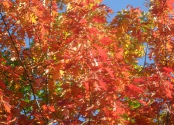 Drzewo, Kolorowe, Liście, Jesień