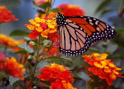 Motyl, Monarcha, Kwiaty, Czerwone, Żółte