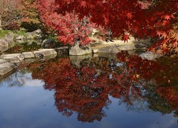 Jesień, Kolorowe, Drzewa, Staw, Kamienie