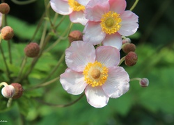 Różowe, Kwiaty, Zawilec japoński