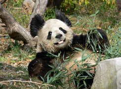 Miś, Panda, Bambus