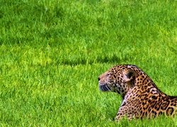 Odpoczywajacy, Jaguar, Trawa