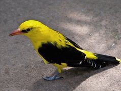 Żółto, Czarny, Ptak, Wilga
