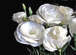 Eustoma, Białe, Kwiaty