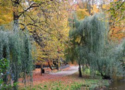Park, Jesienią, Drzewa