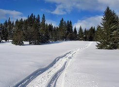 Las, Śnieg, Koleiny