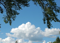 Chmury, Gałęzie, Drzew