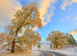 Droga, Drzewa, Zima, Niebo