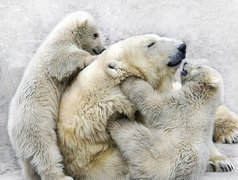 Rodzinka, Niedźwiedzi, Polarnych, Zabawa