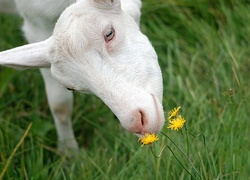 Koza, Kwiatki, Trawa