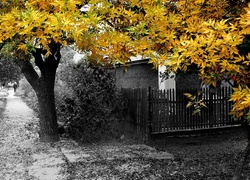 Jesień, Drzewa, Żółto, Zielone, Liście