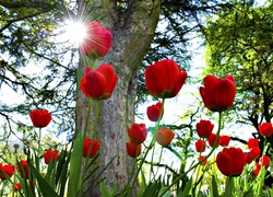 Tulipany, Drzewo, Promienie, Słońca