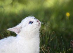 Biały, Kot, Niebieskie, Oczy, Drzewo
