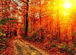 Las, Droga, Promienie, Słońca, Jesień