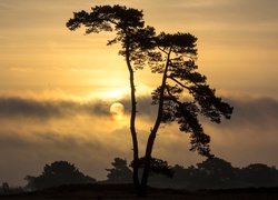 Drzewo, Zachód Słońca, Chmury