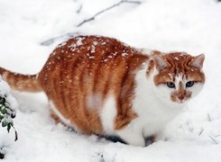 Rudy, Kotek, Śnieg