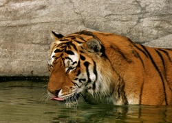 Tygrys, Wodopój
