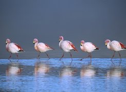 Flamingi, Brodzące, Laguna, Boliwia