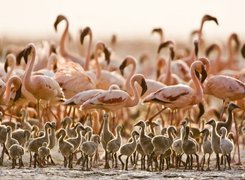 Flamingi, Pisklęta, Tanzania