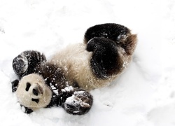Miś, Panda, Śnieg, Zima