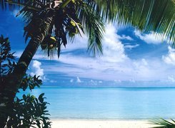 Morze, Palma, Wyspa, Bora Bora